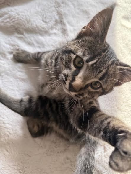 OLAF - Domestic Short Hair available for adoption