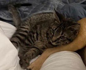 OLAF - Domestic Short Hair available for adoption