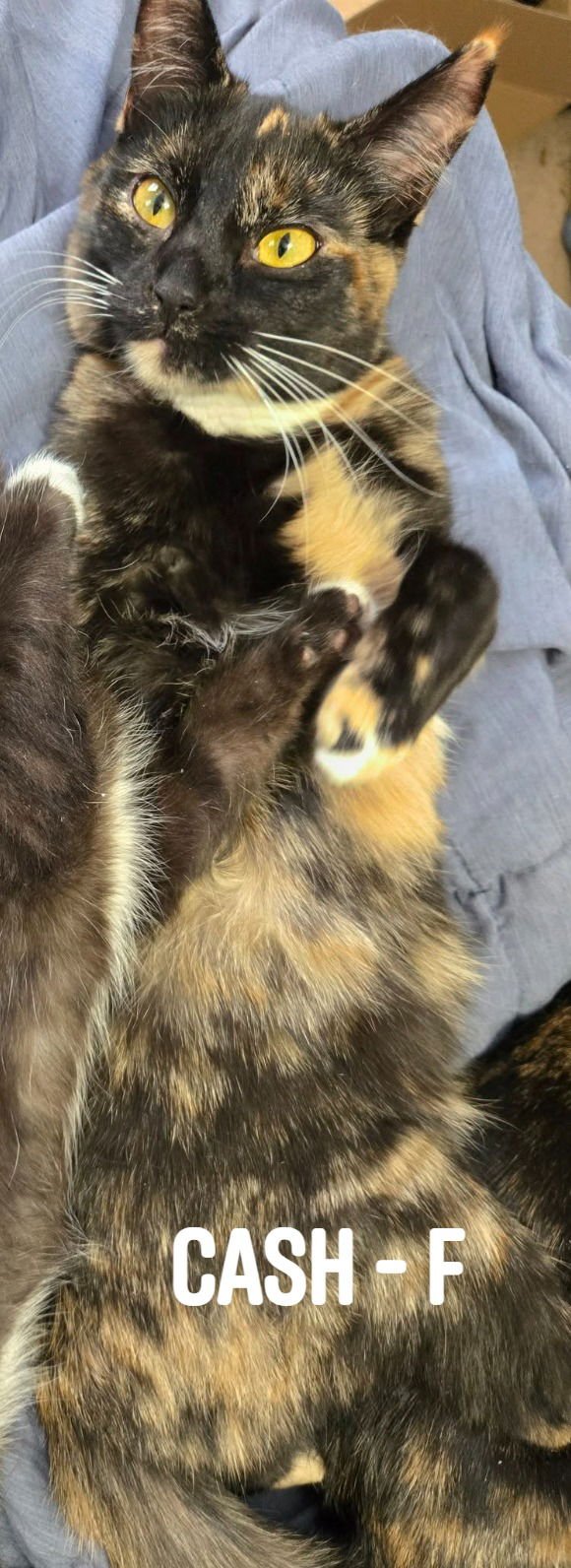 CASH - Domestic Short Hair available for adoption