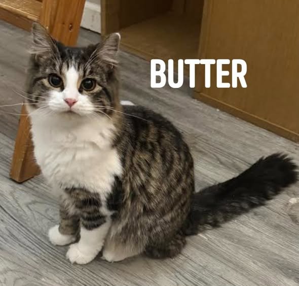 BUTTERSCOTCH - Domestic Medium Hair available for adoption