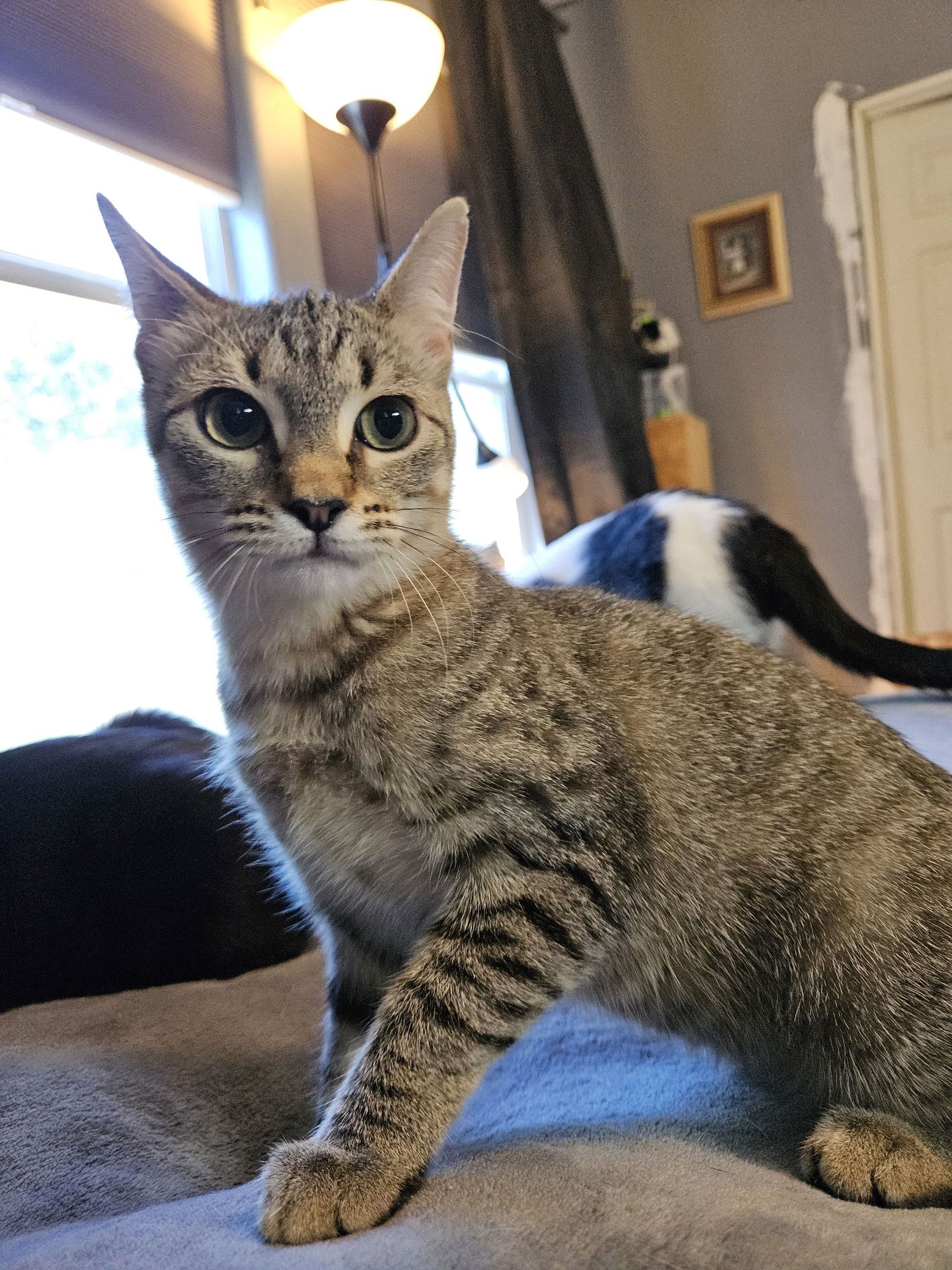 CAROLL - Domestic Short Hair available for adoption