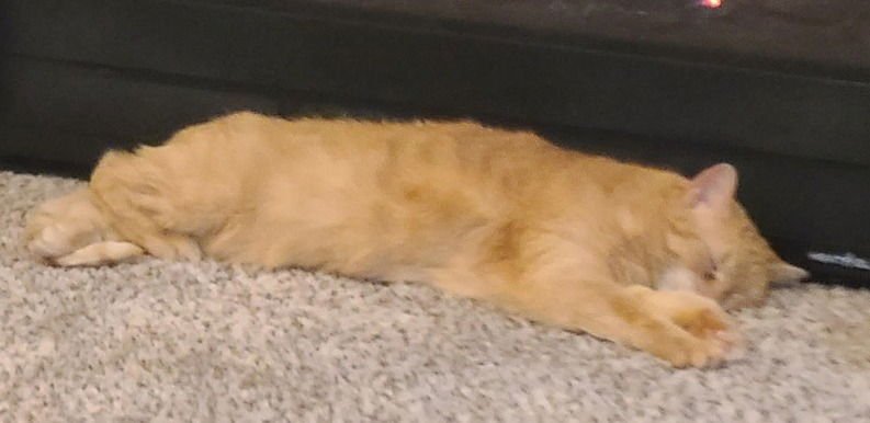 TOBIE - Tabby / Domestic Medium Hair available for adoption