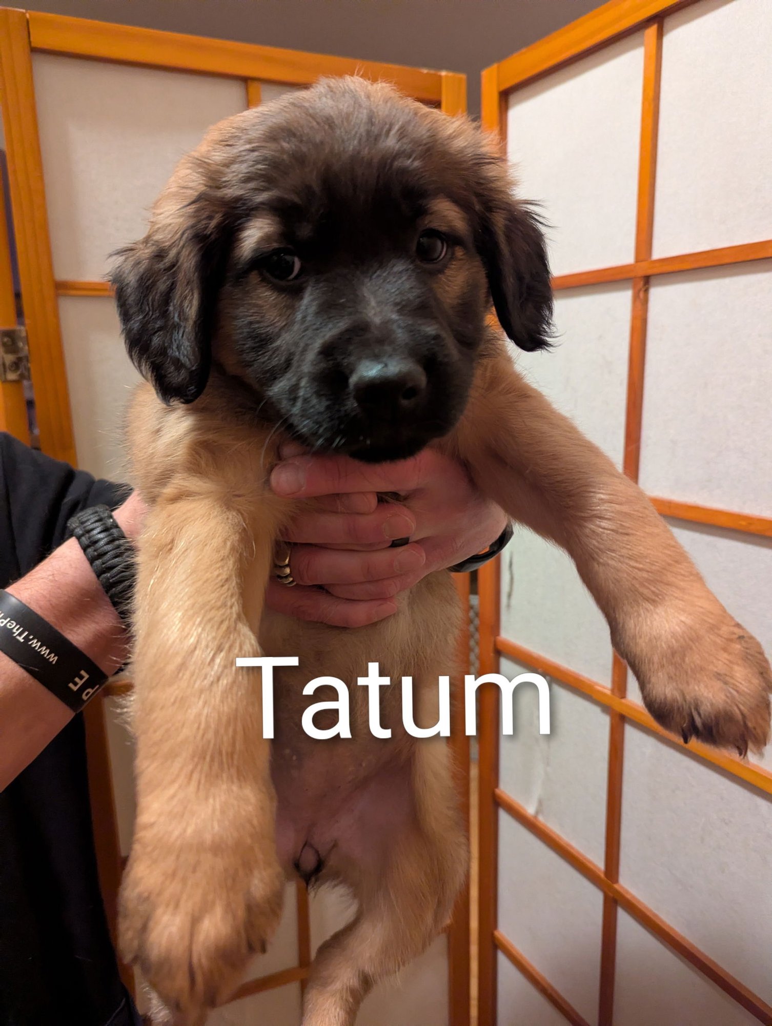 TATUM - Shepherd / Retriever available for adoption
