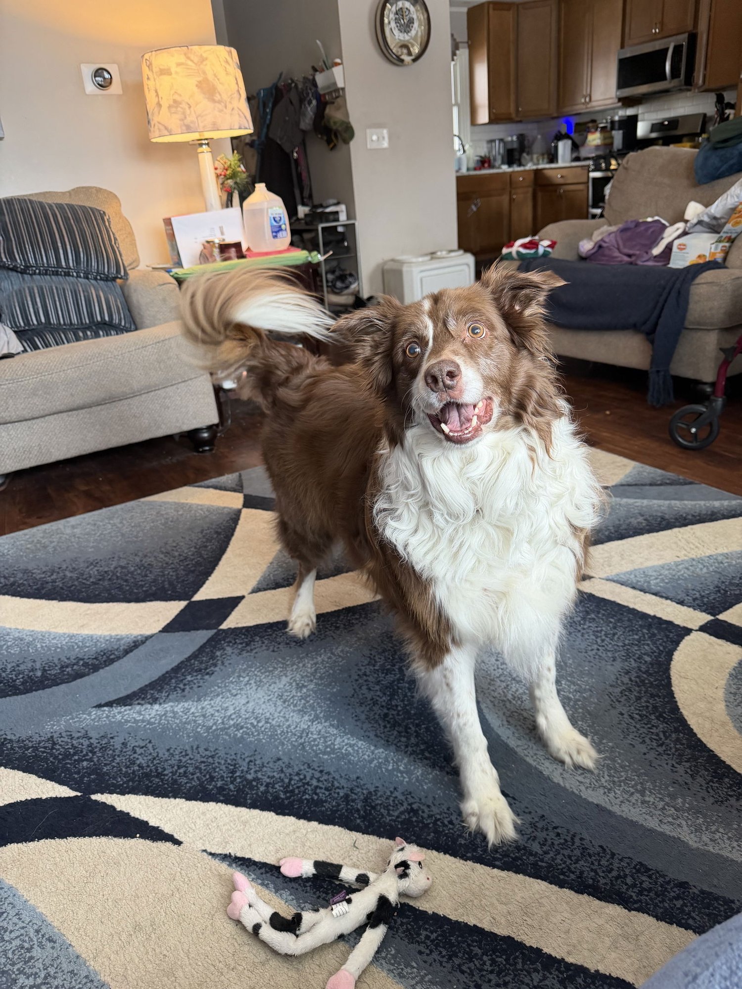 CHEVY - Australian Shepherd / Border Collie available for adoption