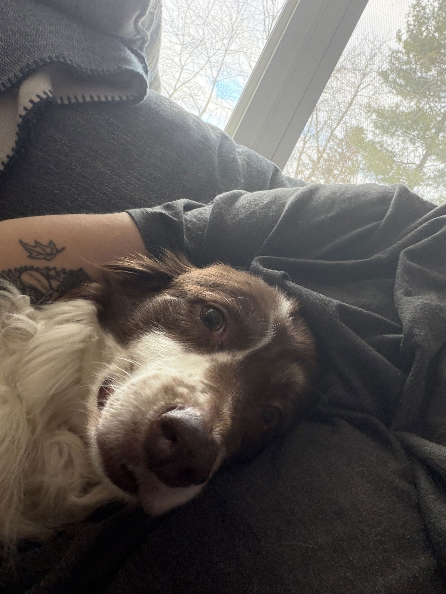 CHEVY - Australian Shepherd / Border Collie available for adoption