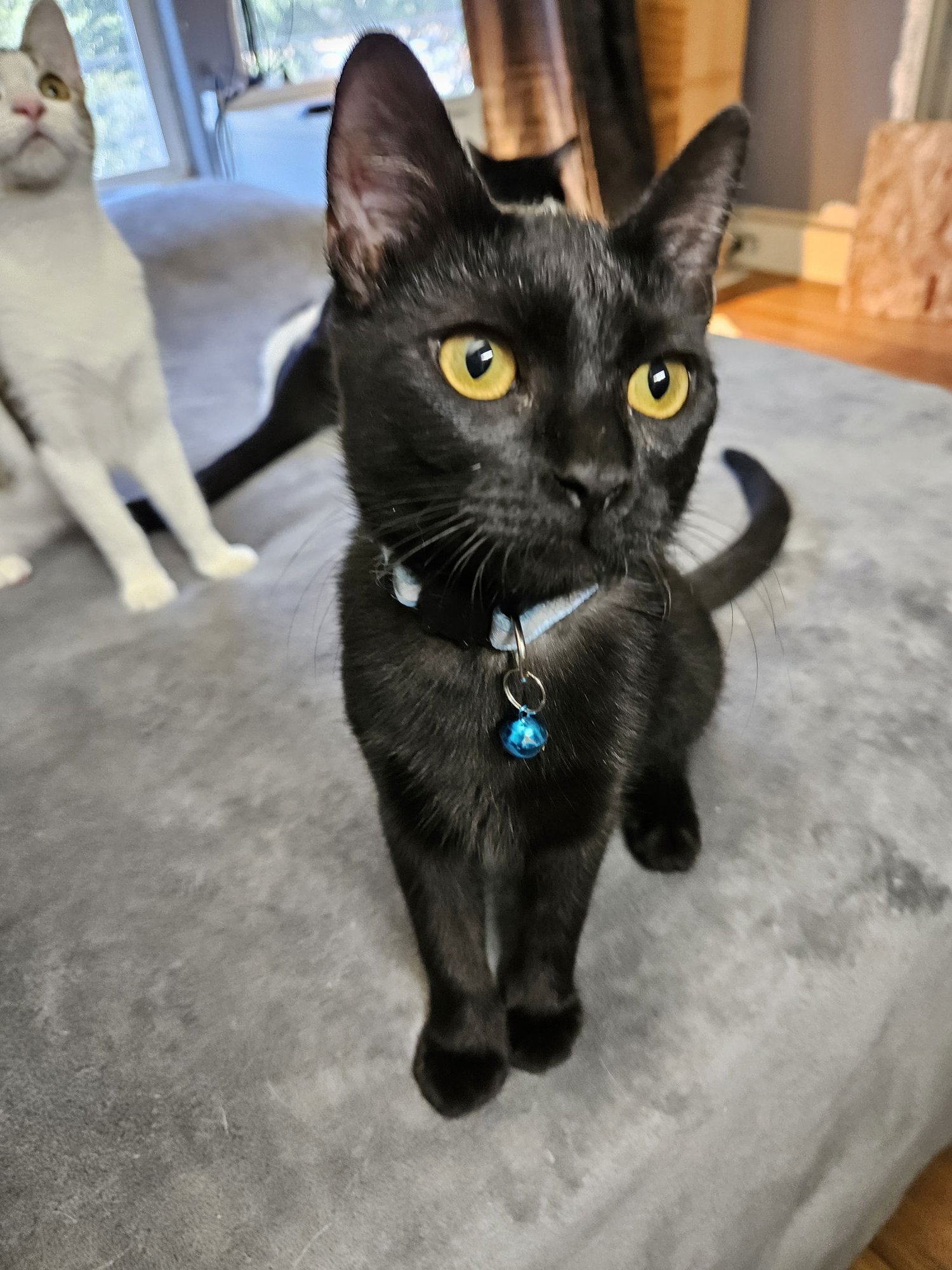 THEADORA - Domestic Short Hair available for adoption