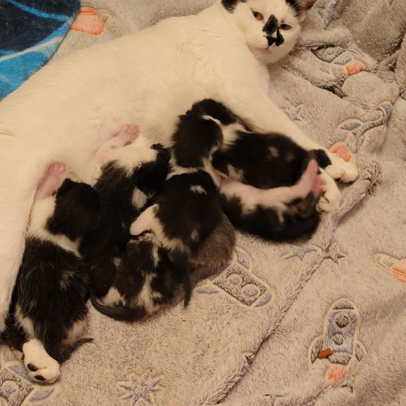 BRILEY - Domestic Short Hair available for adoption