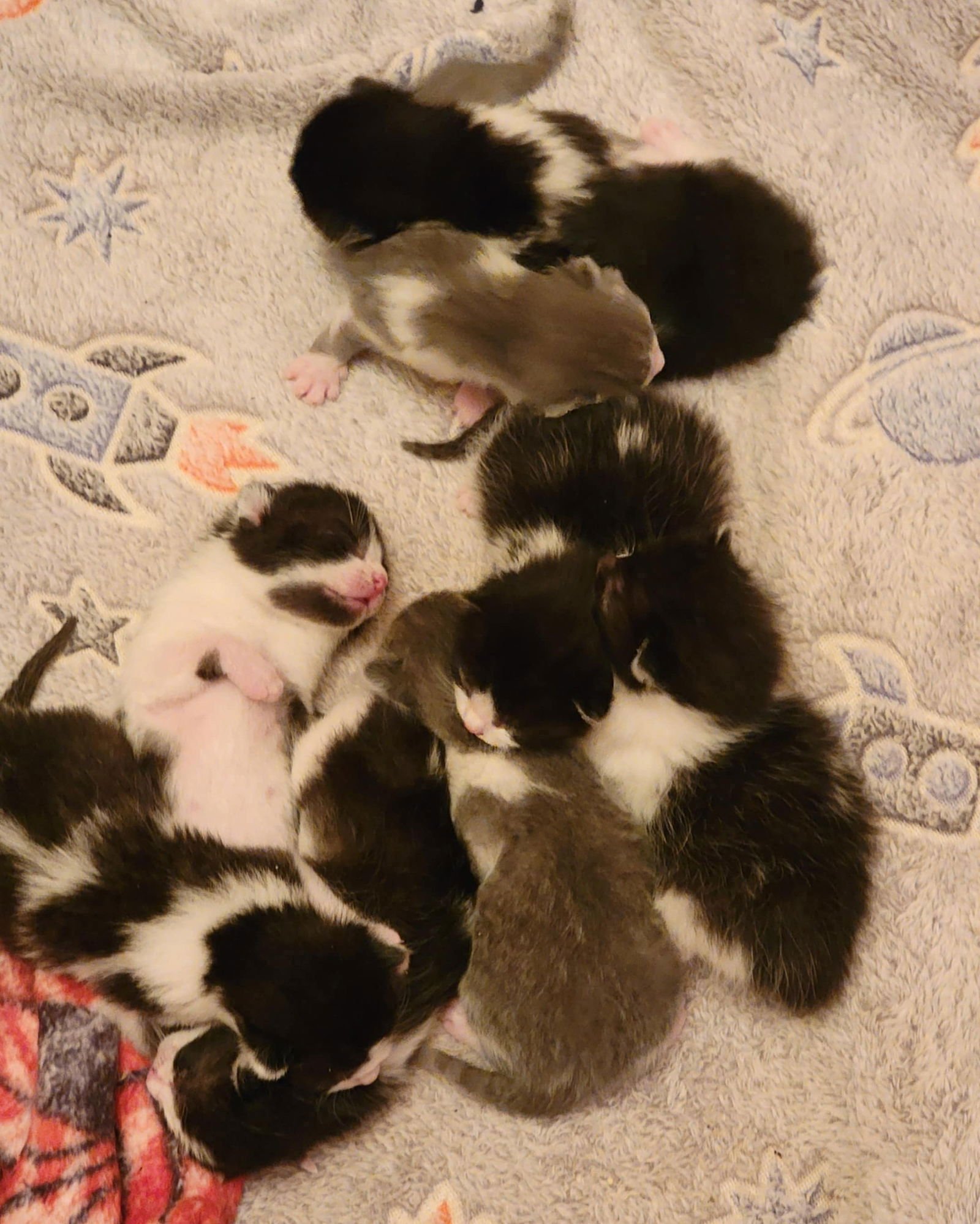 BRILEY - Domestic Short Hair available for adoption