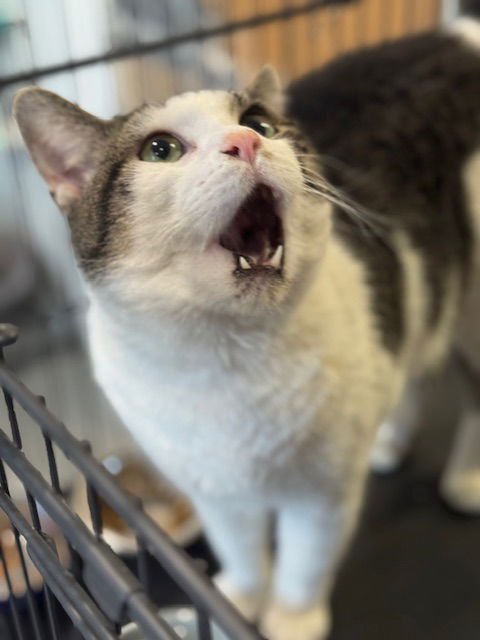 DONATELLO - Domestic Short Hair available for adoption