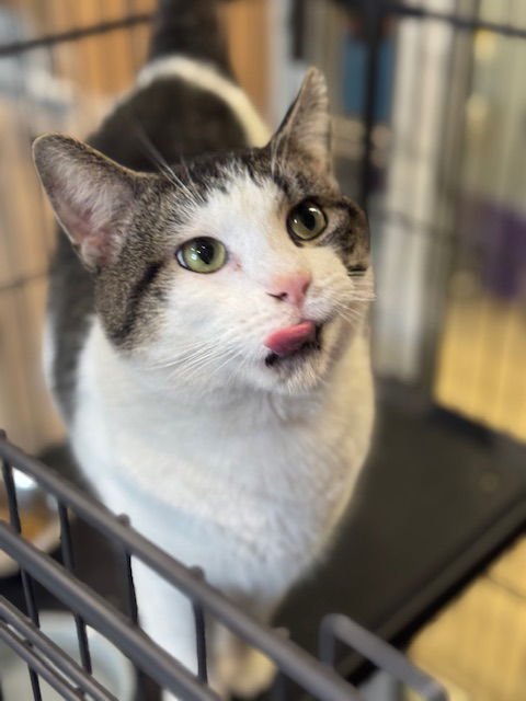 DONATELLO - Domestic Short Hair available for adoption