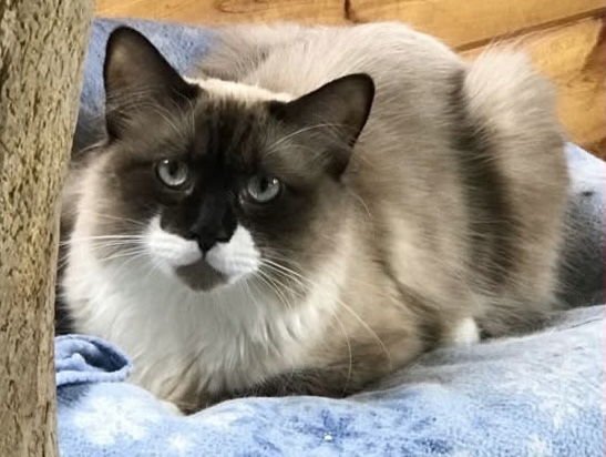 DAKOTA - Ragdoll / Domestic Long Hair available for adoption