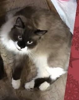 DAKOTA - Ragdoll / Domestic Long Hair available for adoption