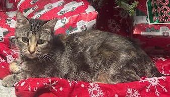 ZELDA - Torbie / Domestic Short Hair available for adoption