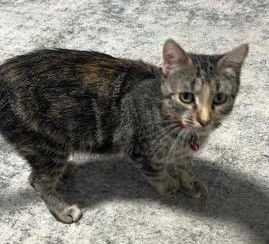 ZELDA - Torbie / Domestic Short Hair available for adoption