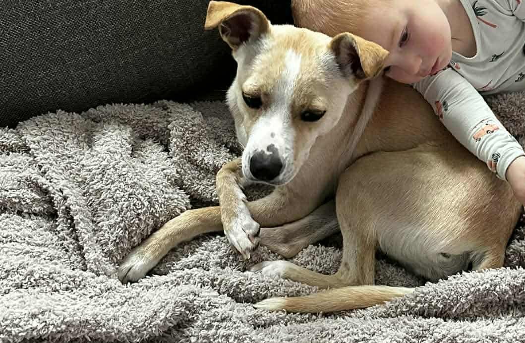 NOLA *ARRIVING 2/20* - Jack Russell Terrier / Beagle available for adoption