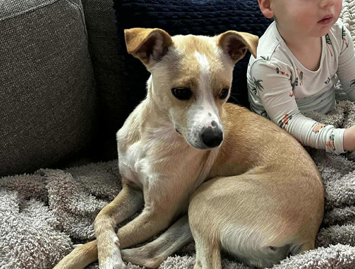 NOLA *ARRIVING 2/20* - Jack Russell Terrier / Beagle available for adoption