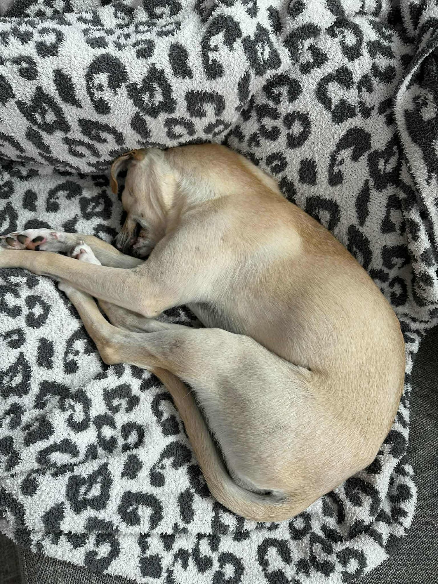 Nola *Arriving 2/20* - Photo 11