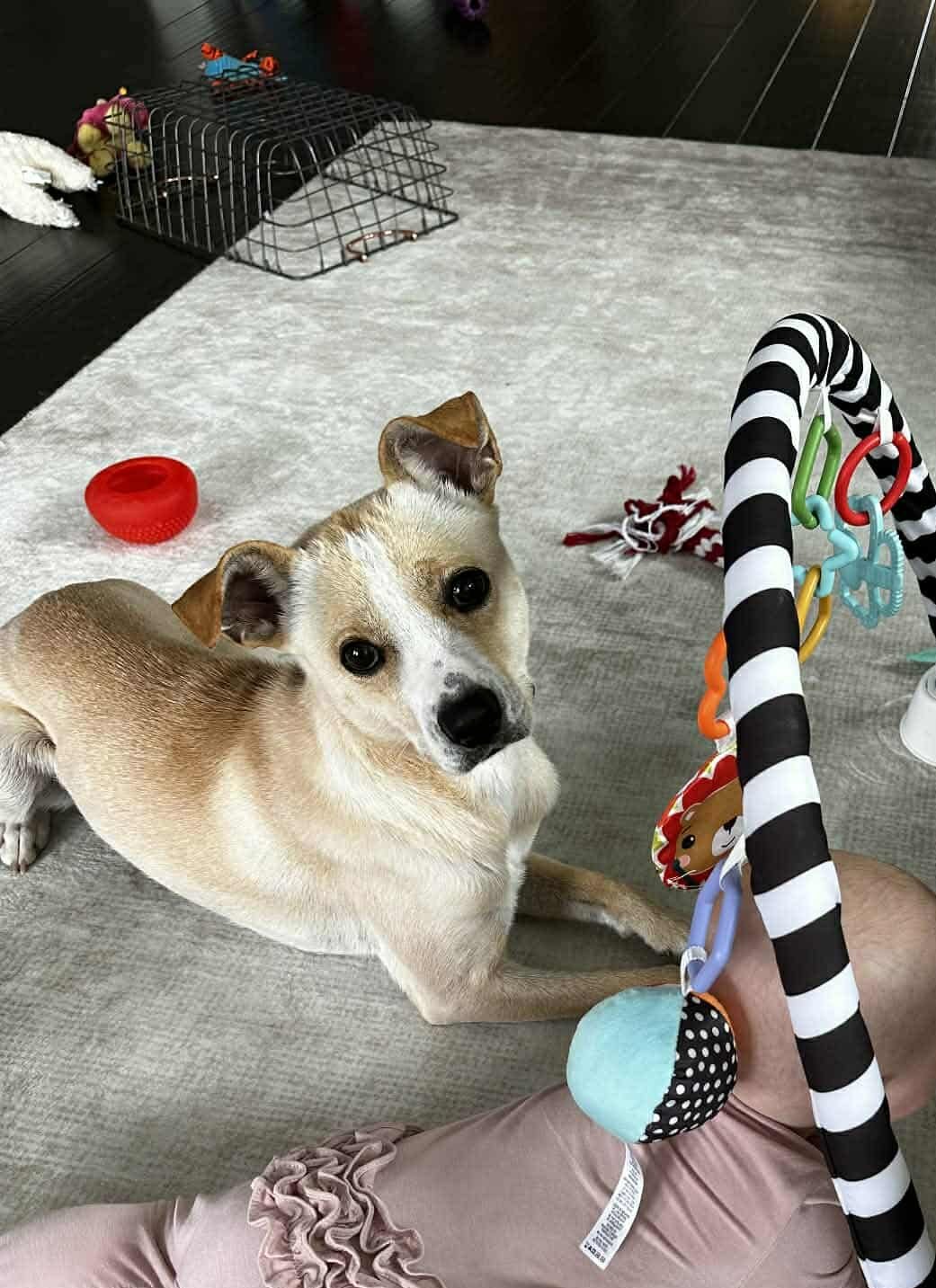 Nola *Arriving 2/20* - Photo 3