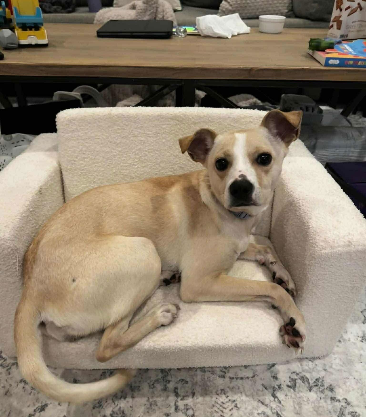 Nola *Arriving 2/20* - Photo 4