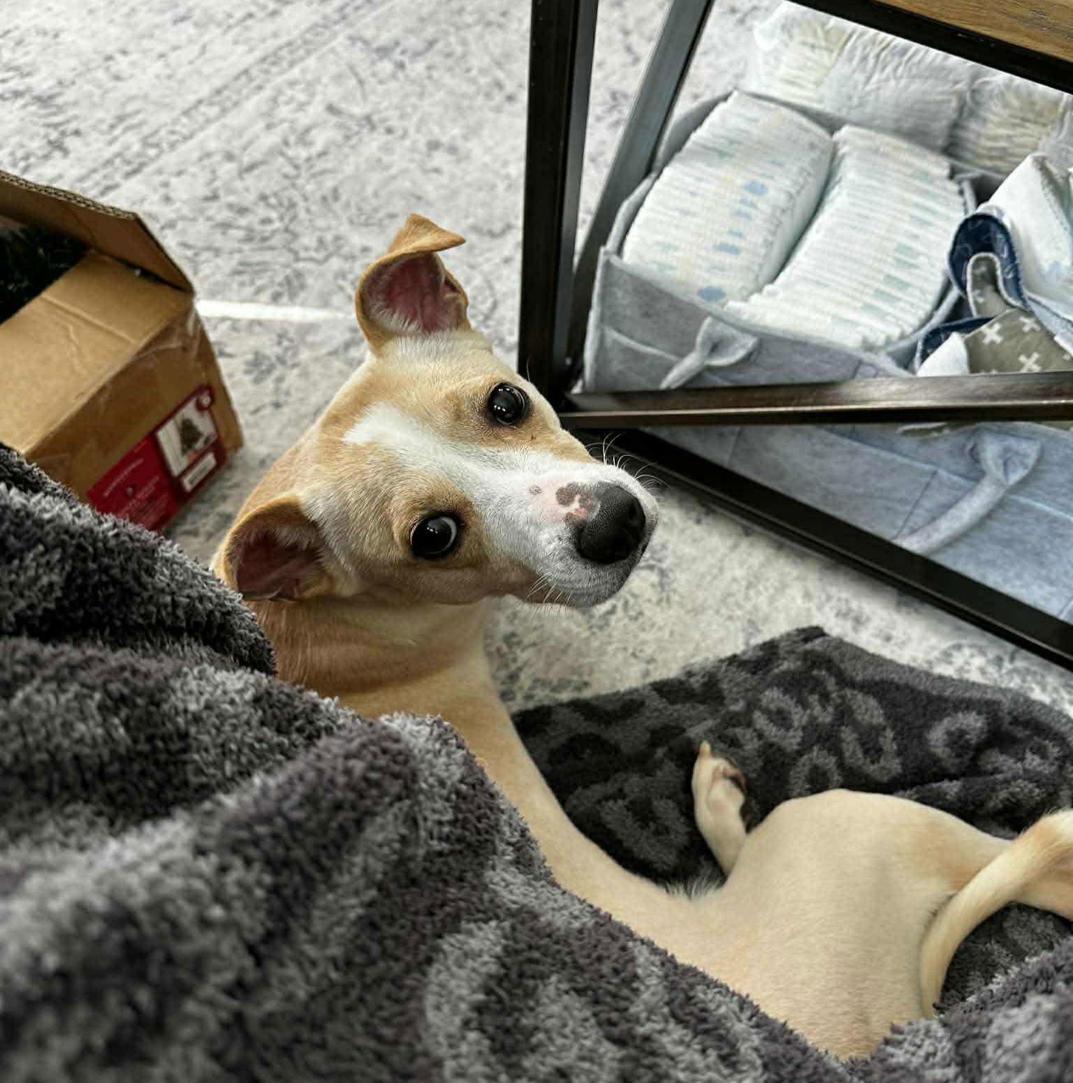 Nola *Arriving 2/20* - Photo 5