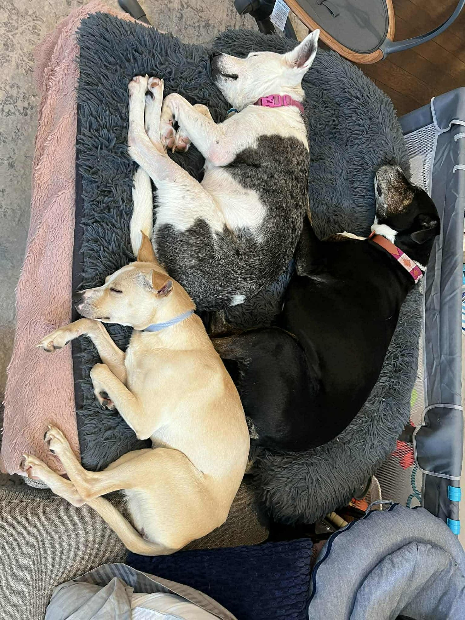 Nola *Arriving 2/20* - Photo 6