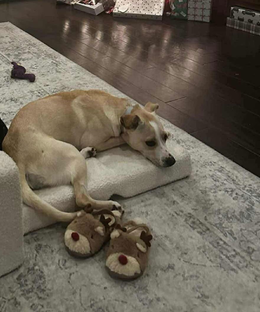 Nola *Arriving 2/20* - Photo 10