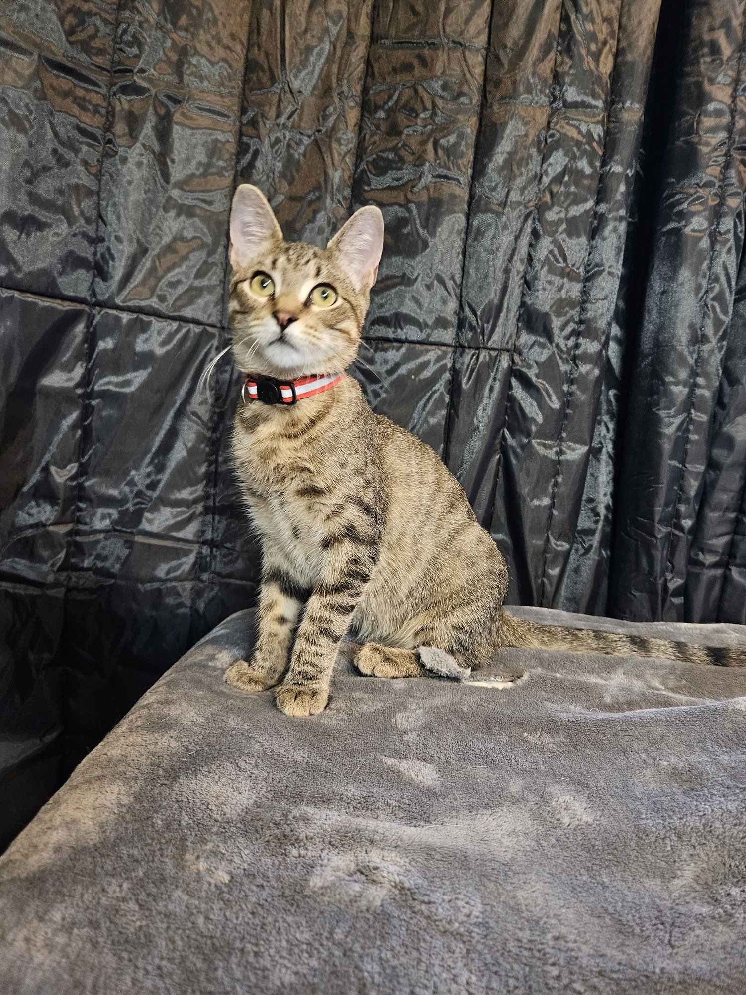 BOBERT - Domestic Short Hair available for adoption