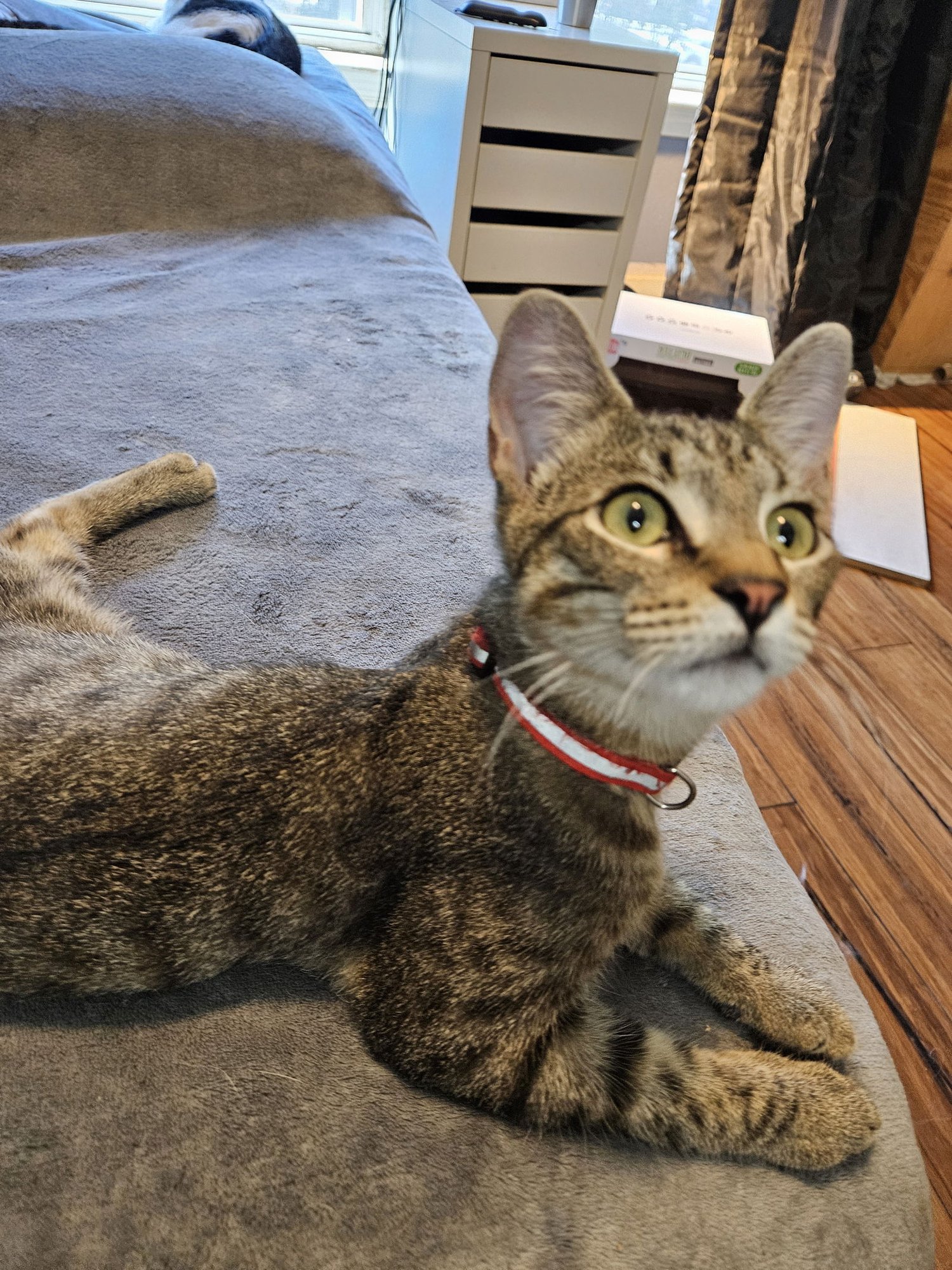 BOBERT - Domestic Short Hair available for adoption