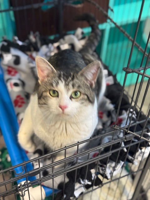 RAPHAEL - Domestic Short Hair available for adoption