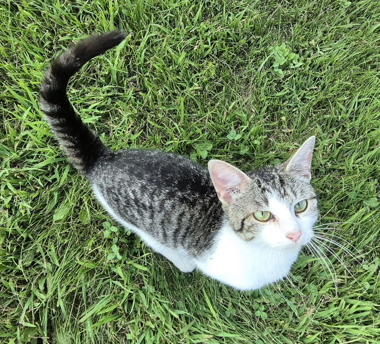 RAPHAEL - Domestic Short Hair available for adoption