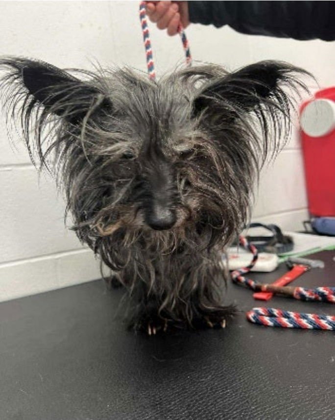 TOTO - Cairn Terrier / Scottish Terrier Scottie available for adoption