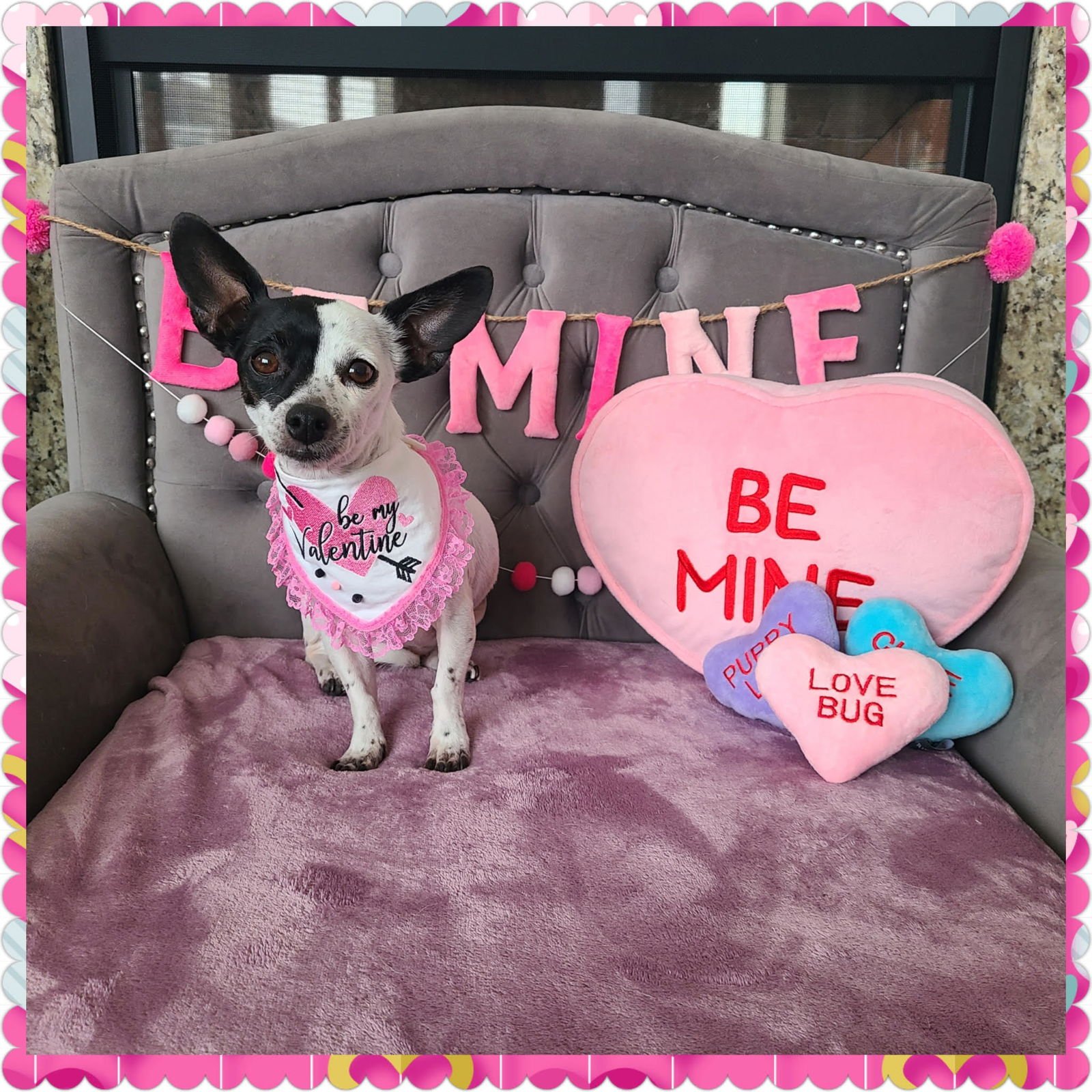 OLIVE - Chihuahua / Dachshund available for adoption