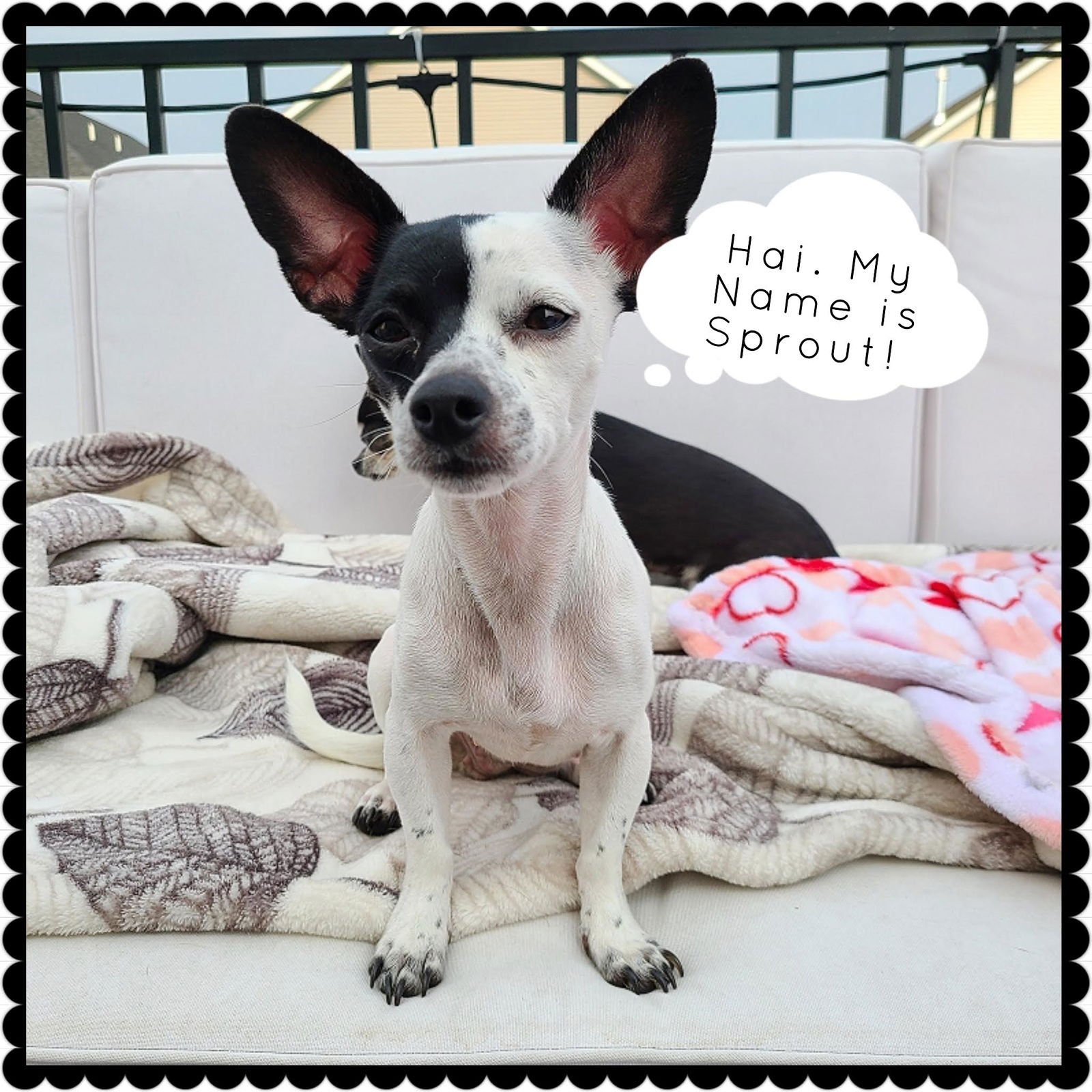 OLIVE - Chihuahua / Dachshund available for adoption