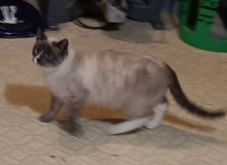 MAVIS - Siamese / Domestic Short Hair available for adoption