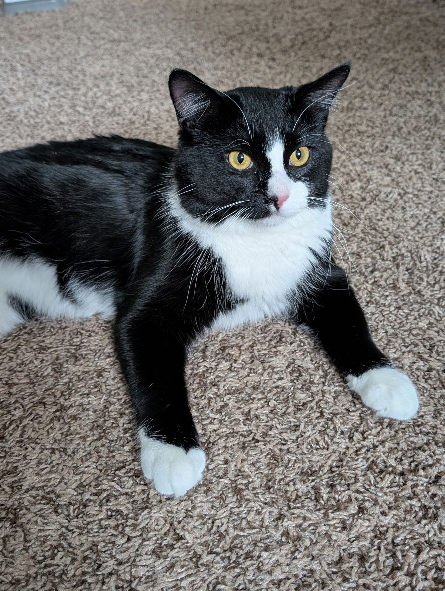 JULIAN - Domestic Short Hair available for adoption