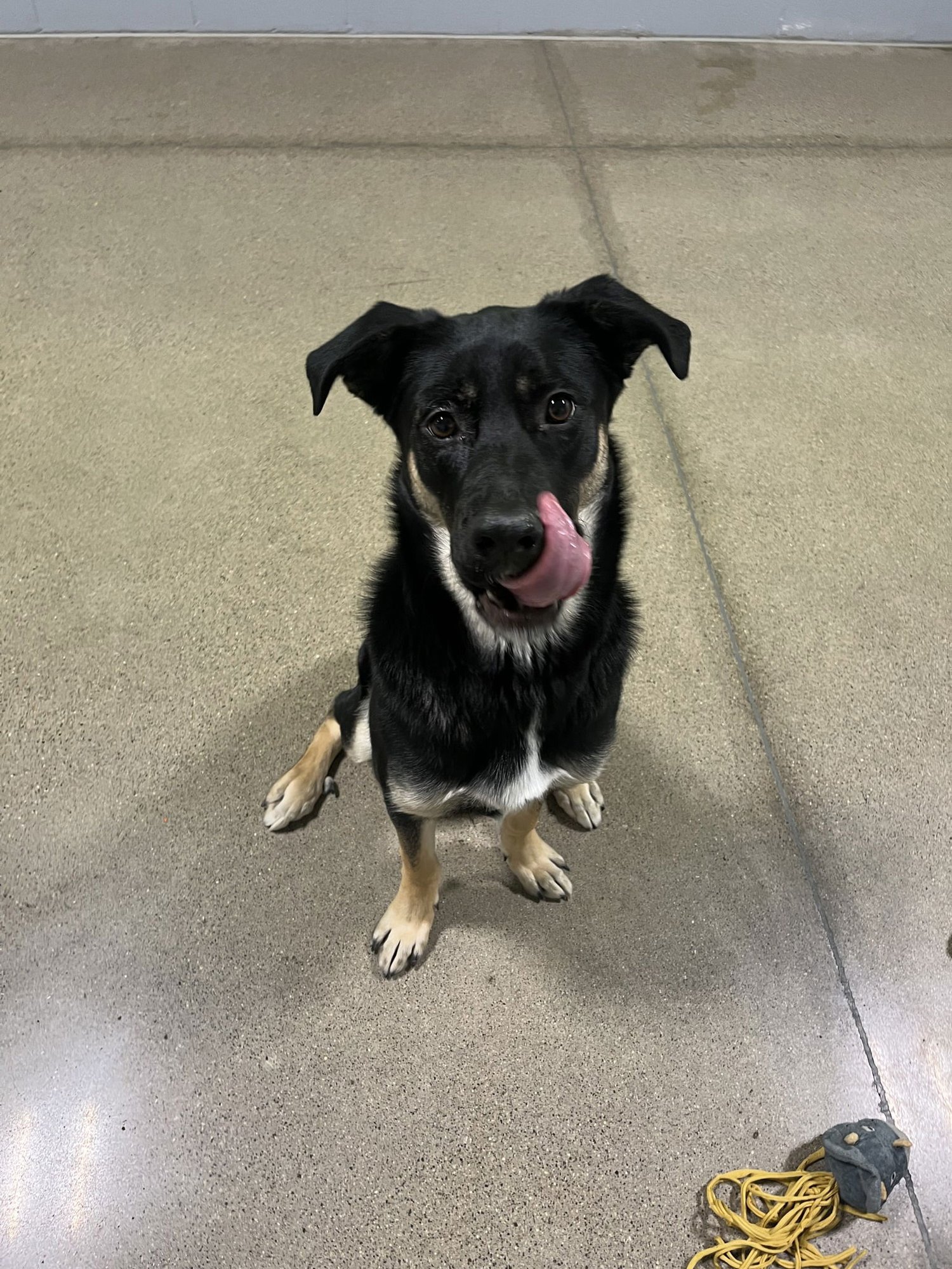 BAILEY - German Shepherd Dog / Labrador Retriever available for adoption