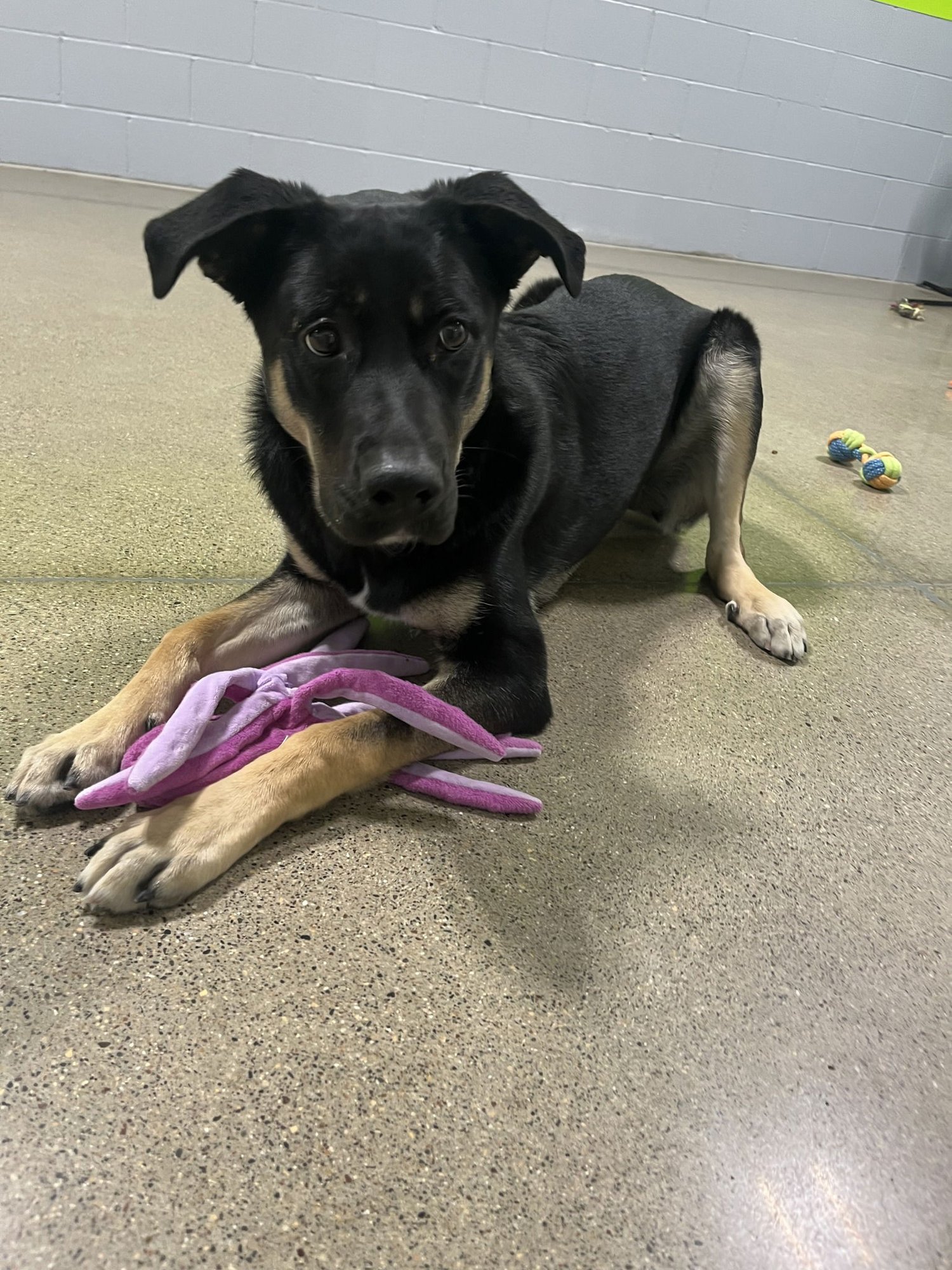 BAILEY - German Shepherd Dog / Labrador Retriever available for adoption