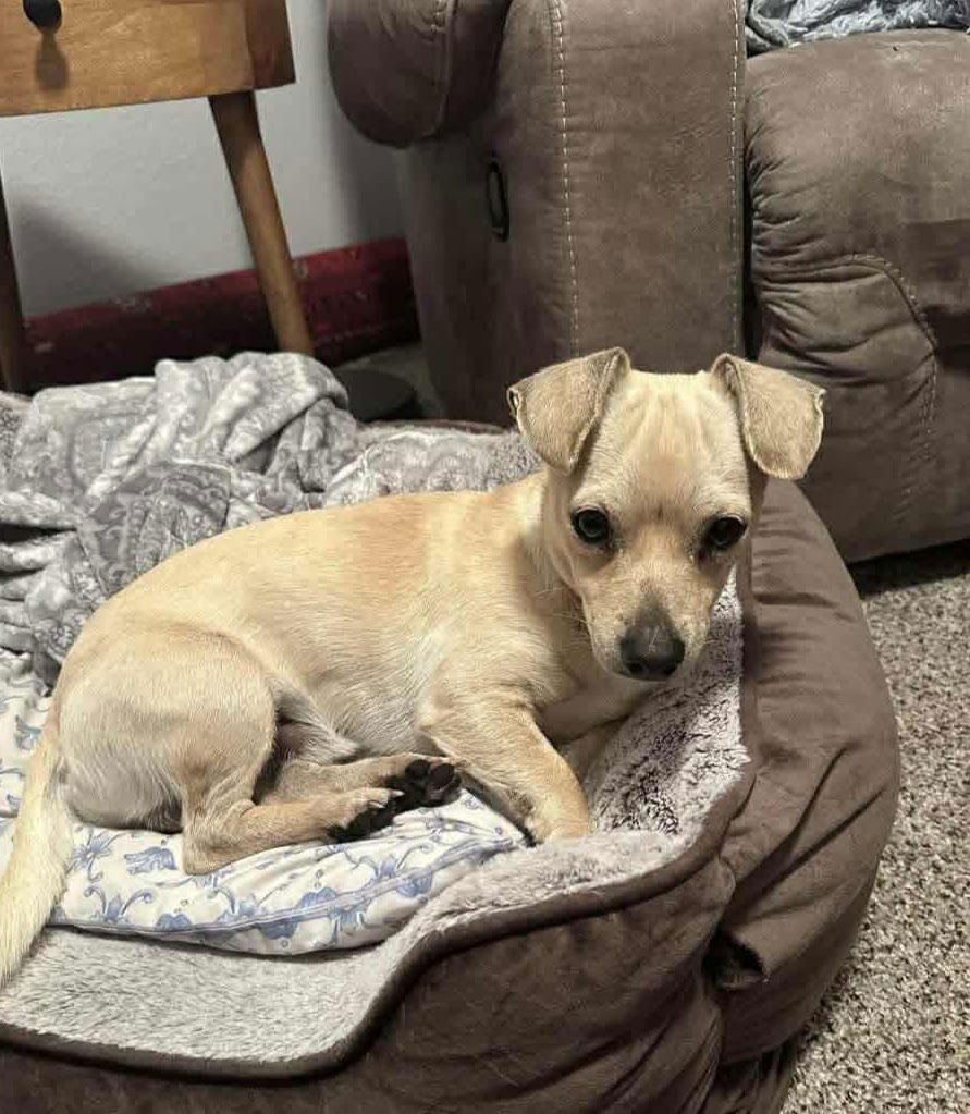 BAGEL *ARRIVING 2/20* - Chihuahua / Jack Russell Terrier available for adoption
