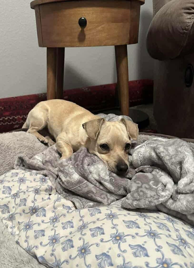 BAGEL *ARRIVING 2/20* - Chihuahua / Jack Russell Terrier available for adoption