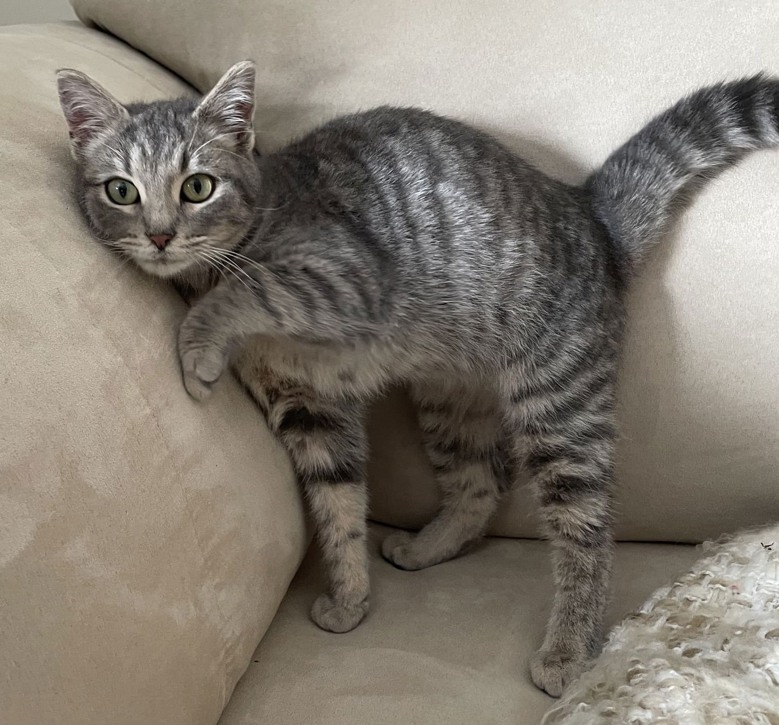 CHILI - Domestic Short Hair available for adoption