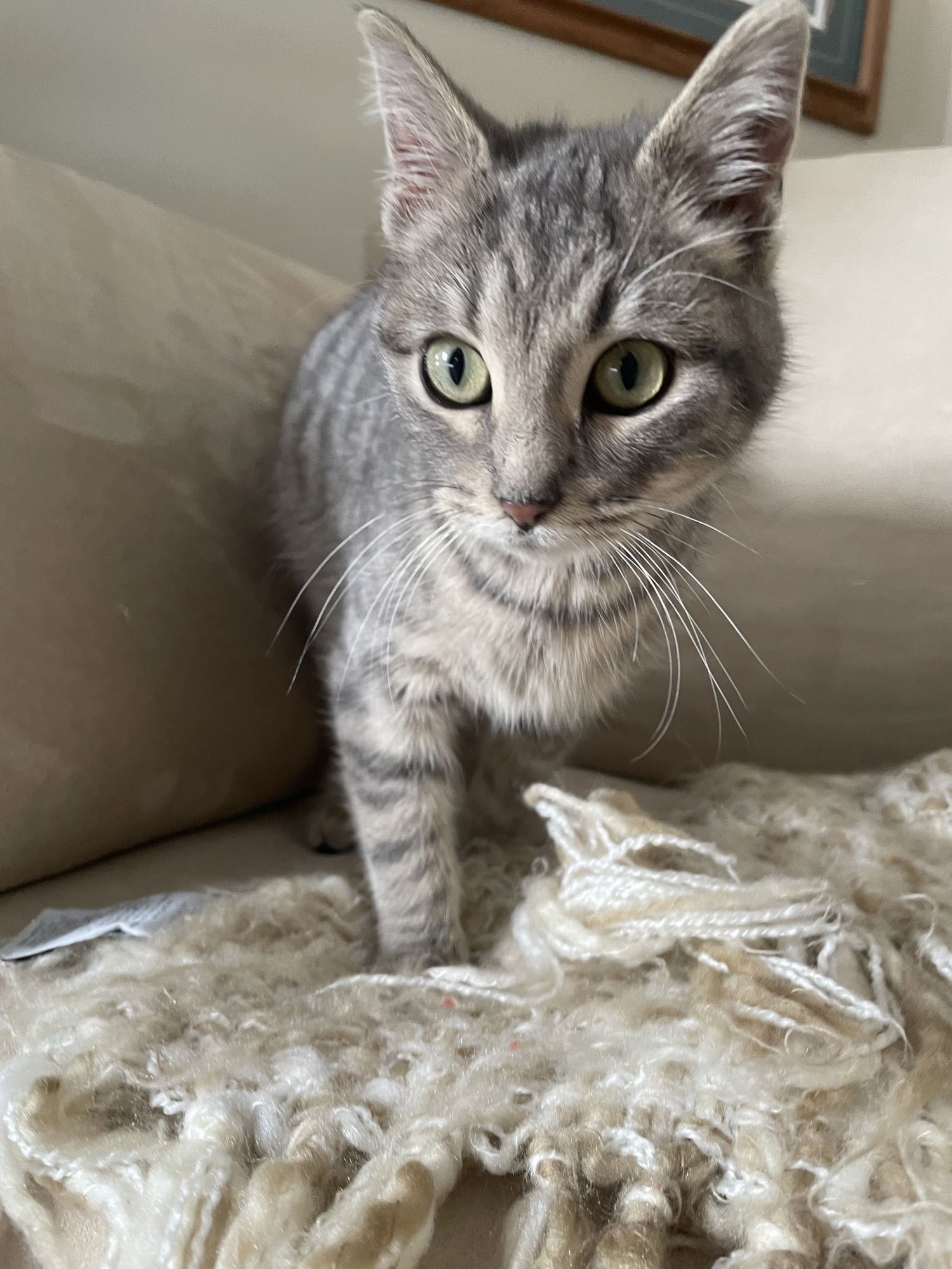 CHILI - Domestic Short Hair available for adoption