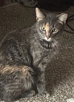 SAGE - Tabby / Dilute Calico available for adoption