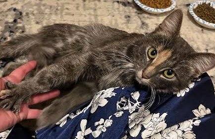 SAGE - Tabby / Dilute Calico available for adoption