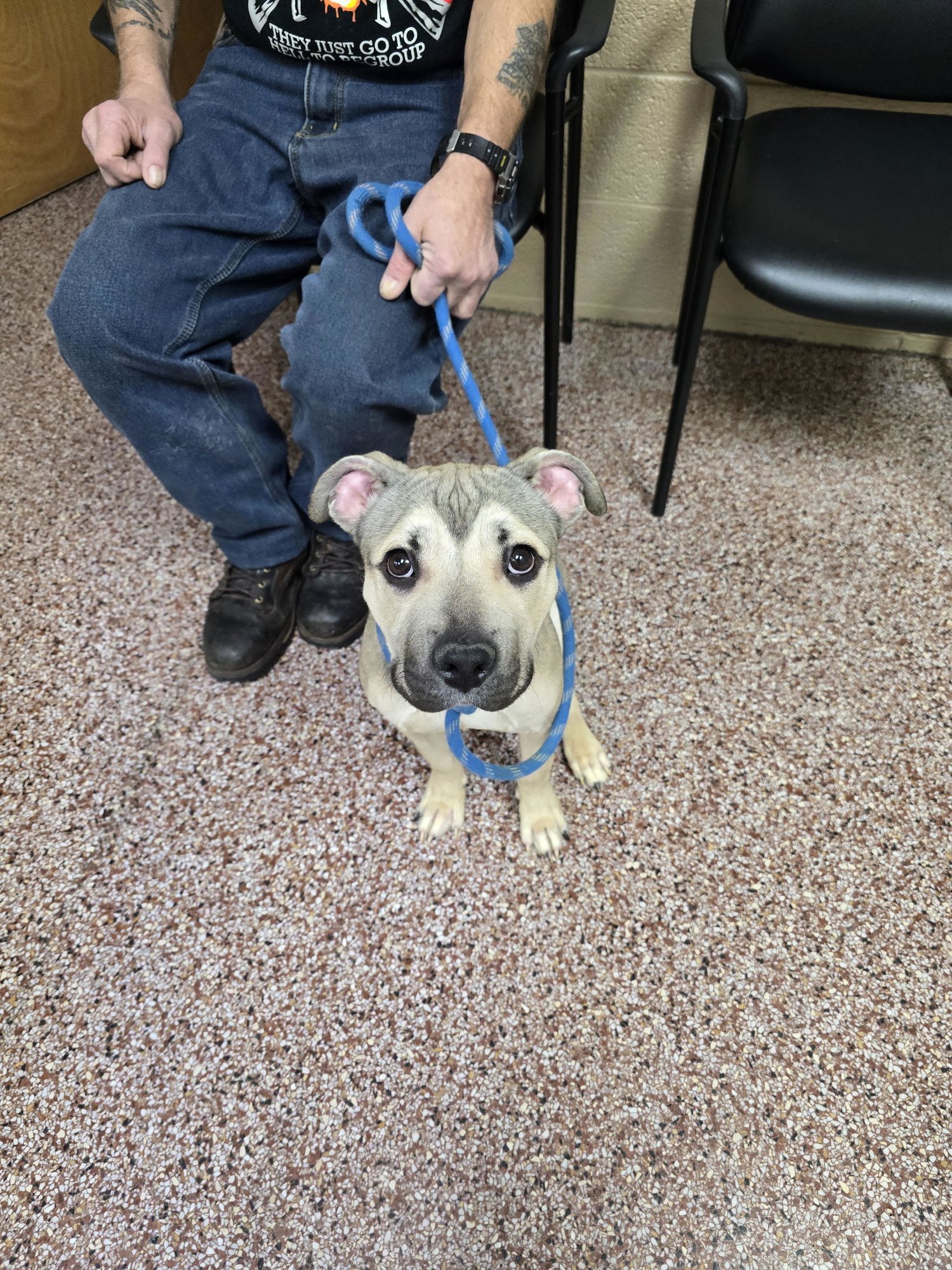 STEVIE MARIE - Pit Bull Terrier / Shepherd available for adoption