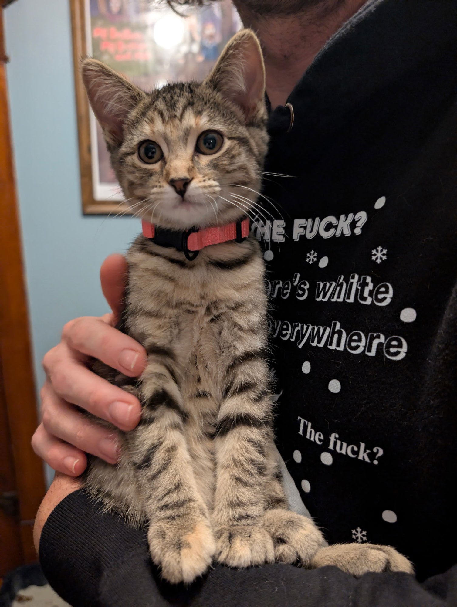 LOVELACE - Domestic Short Hair / Tabby available for adoption
