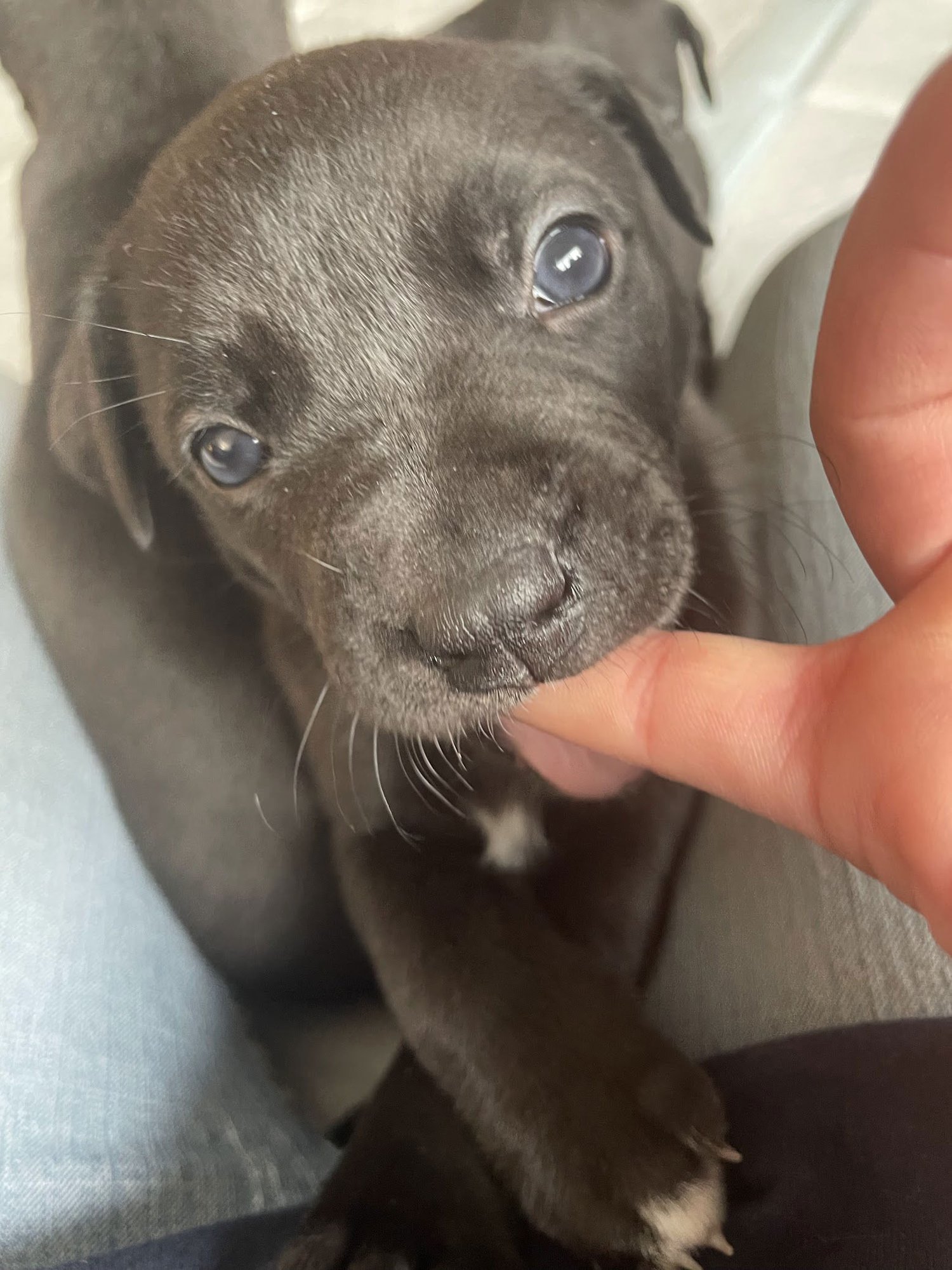 KIRI - Labrador Retriever / Pit Bull Terrier available for adoption