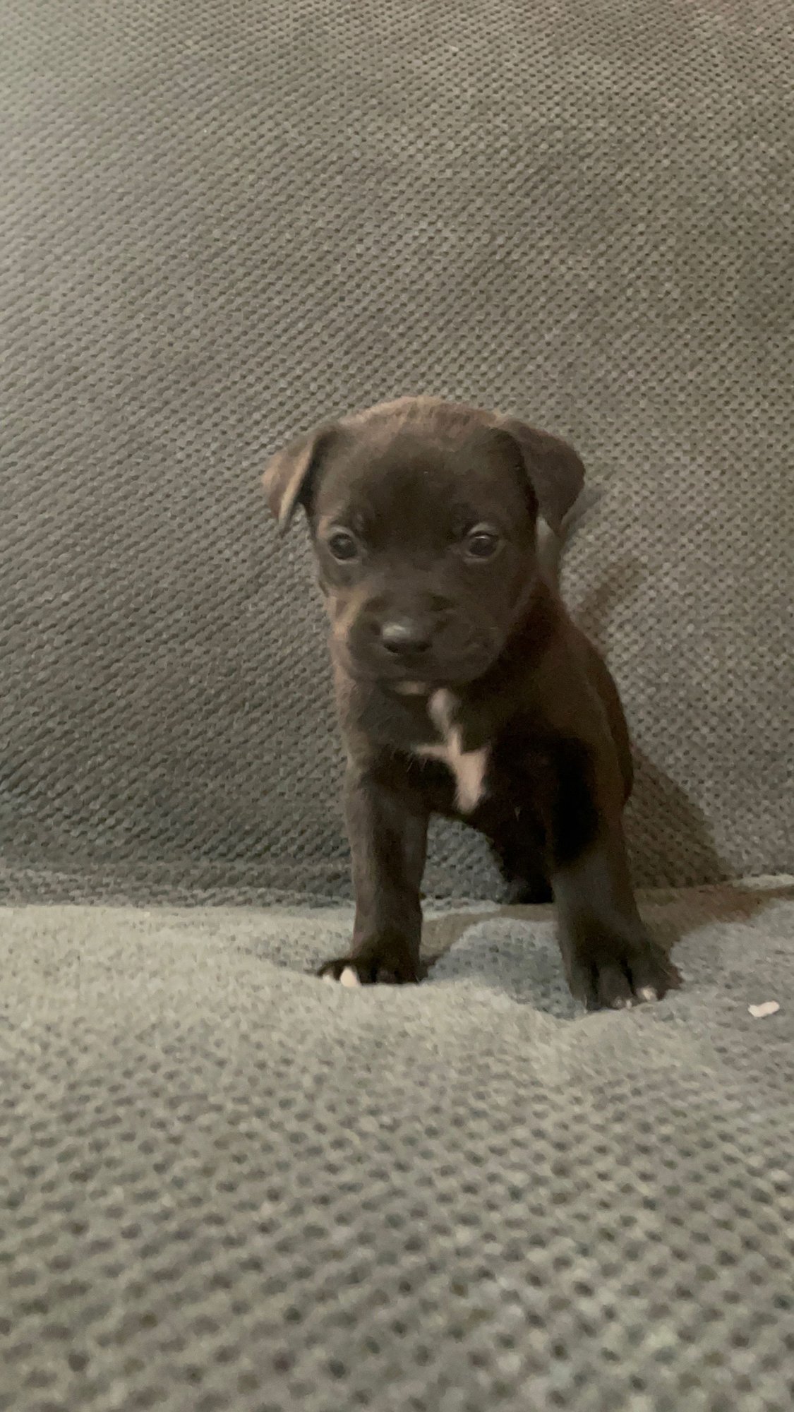 NEWT - Labrador Retriever / Pit Bull Terrier available for adoption