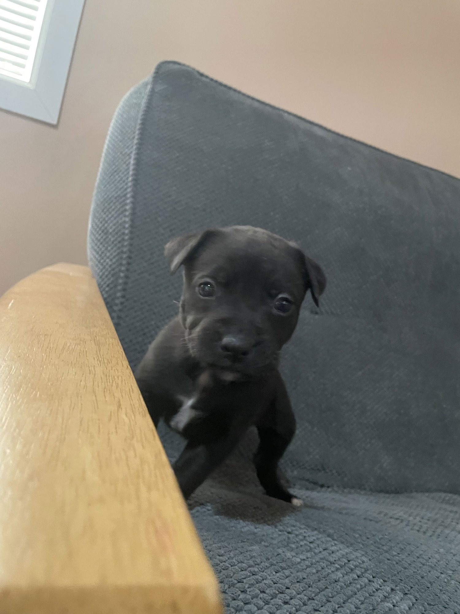 NEWT - Labrador Retriever / Pit Bull Terrier available for adoption