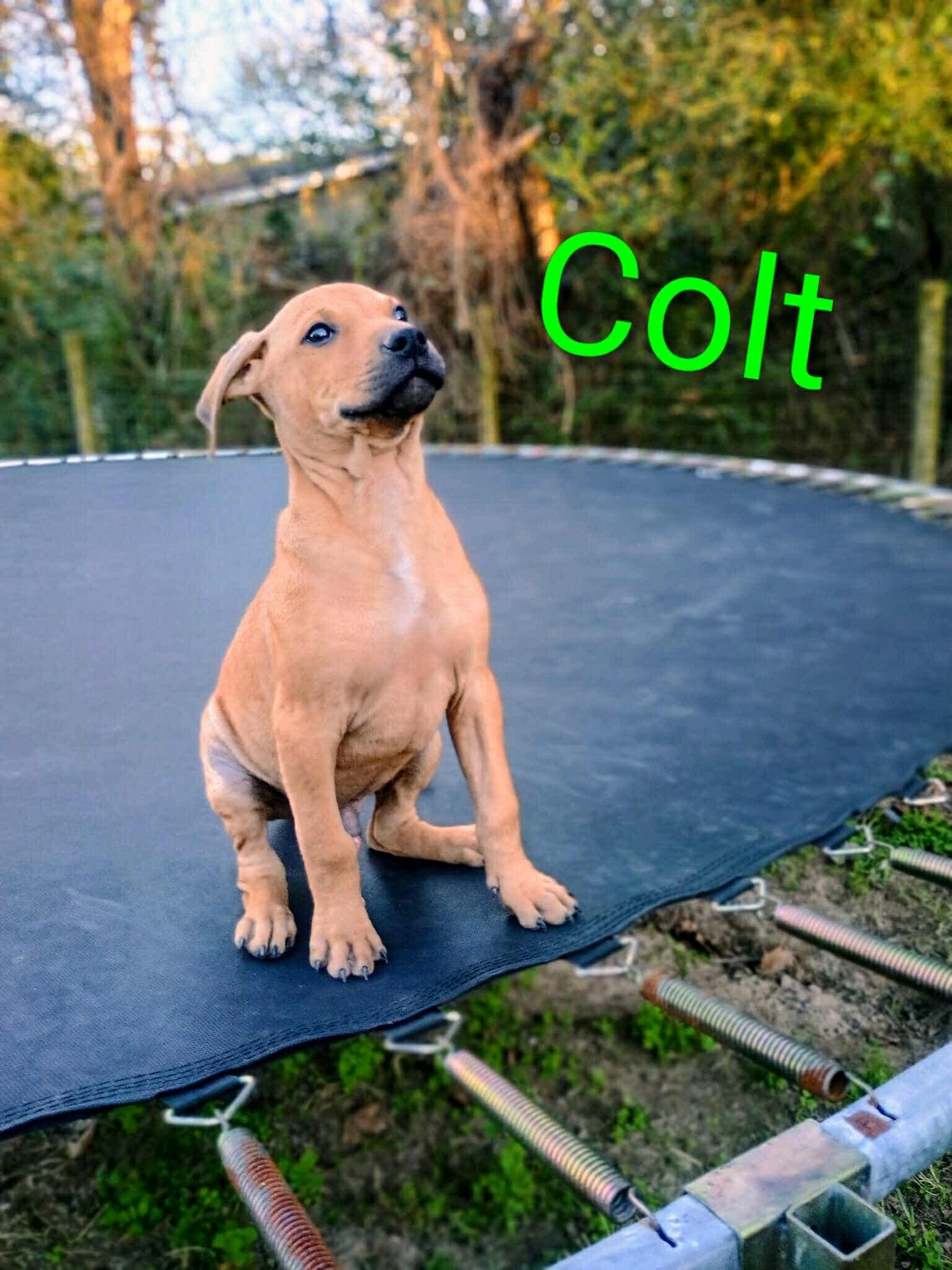 COLT - Pit Bull Terrier / Australian Cattle Dog/Blue Heeler available for adoption