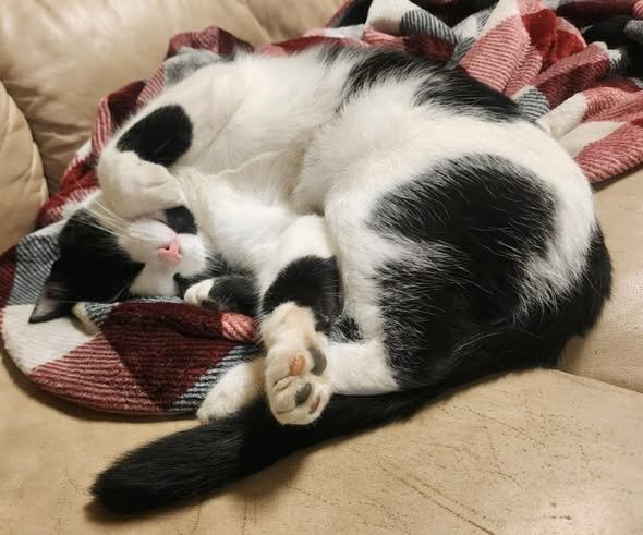 ASH - Domestic Short Hair available for adoption